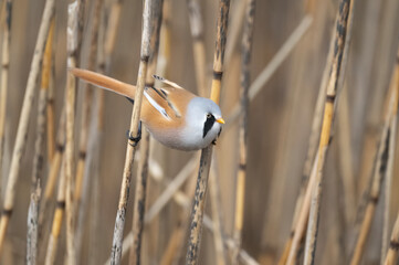 Bearded tit male perched on a reed © Digital Nature 