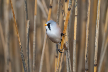 Bearded tit male perched on a reed © Digital Nature 