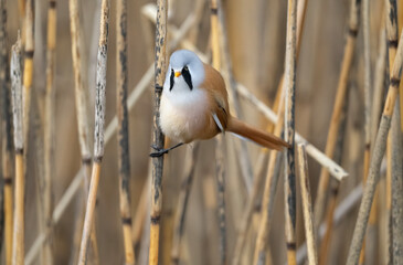 Bearded tit male perched on a reed © Digital Nature 