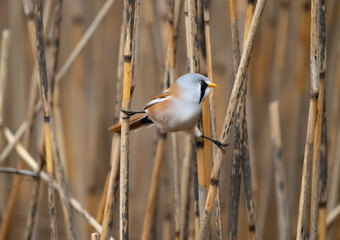 Bearded tit male perched on a reed © Digital Nature 