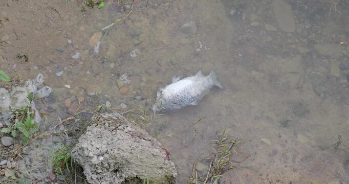 Dead Fish in Shallow Water Shoreline Environment Pollution