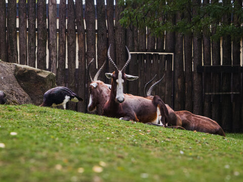 Group of bontebok antelopes (Damaliscus pygargus pygargus) resting on a grassy slope in a zoological enclosure. The animals display their distinctive white facial blaze, chestnut-brown coats and curve