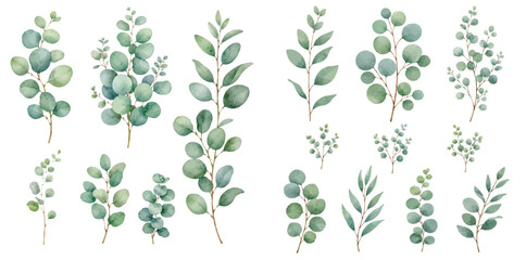 A fresh watercolor collection of eucalyptus clipart featuring soft green leafy branches, delicate round foliage, and airy botanical sprigs illustrated in a natural elegant botanical style. © liana