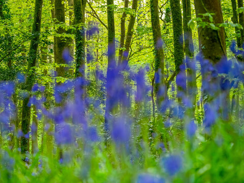 bluebell woods cornwall england uk 