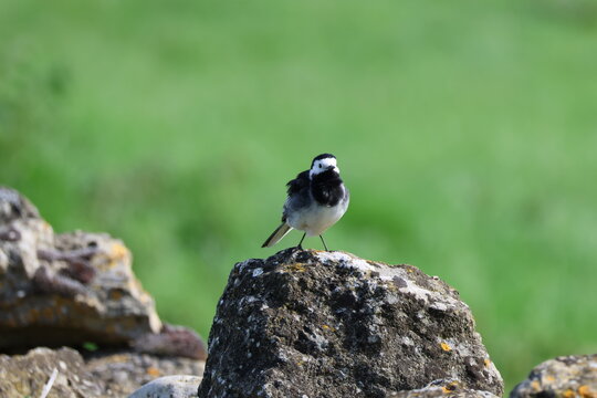 the male pied wagtail (Motacilla alba yarrellii)