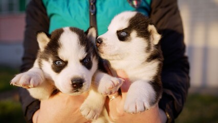 Two adorable siberian husky puppies with blue eyes held in human hands outdoors © Ruslan