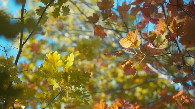 Orange maple leaves and yellow oak leaves in a forest canopy 