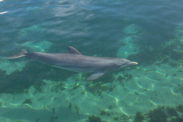 Fototapeta premium Exposure of rescued dolphins in Bermuda Island, namely Offshore Bottlenose Dolphins (Tursiops truncatus)