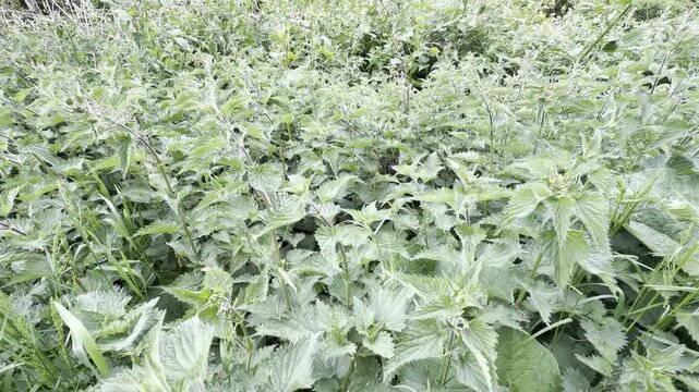 Thick field of wild stinging nettles panning