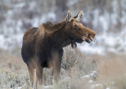 moose in the woods, winter, Yellowstone national park
