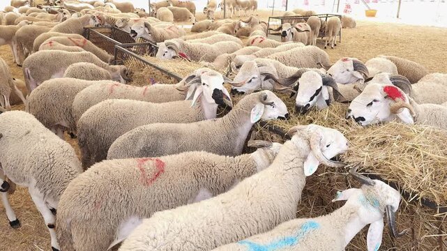 A close-up video of a group of rams and sheep crowded together in a livestock market or farm pen, standing on straw bedding. Some animals have identification ear tags. Ideal for themes of livestock fa