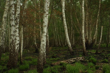 Fototapeta premium Birch Trees