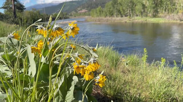 Spring wild flowers along the Bitterroot River in Western Montana near Missoula. 