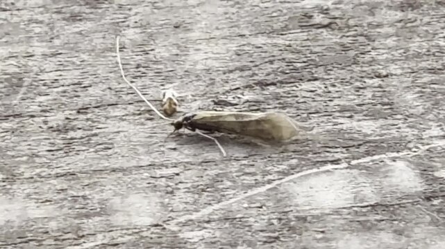 Macro caddisfly bug walking on wood detail