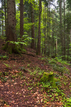 Spring mountain forest path view  (Carpathians, Ukraine.)