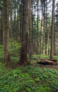 Spring mountain forest path view  (Carpathians, Ukraine.)