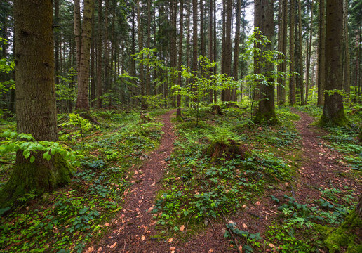 Spring mountain forest path view  (Carpathians, Ukraine.)