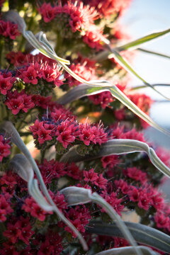 tajinaste flower detail