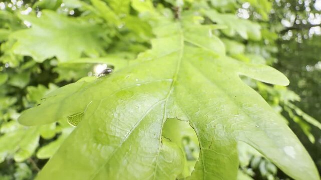Little beetle crawling on fresh oak leaf