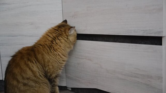 Playful cat trying to open a dresser drawer, curious expression,  exploring cabinet, closet in the living room. Curious cat, That likely lad can turn the calmest day into a whirlwind of excitement.	