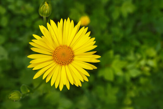 Doronicum orientale - leopard's bane, yellow daisy spring flower. The Latin name is Doronicum.