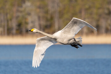 Fototapeta premium Whooper swan (Cygnus cygnus) in flight