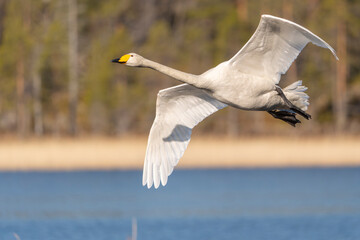 Whooper swan (Cygnus cygnus) in flight © Johannes Jensås