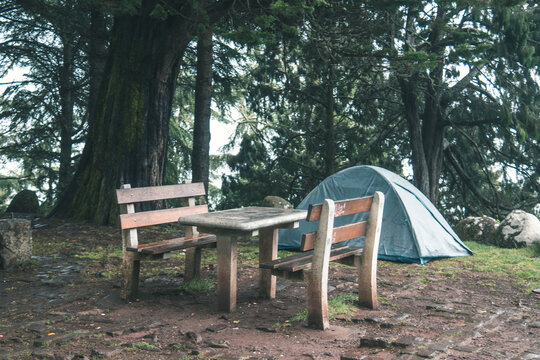 A green camping tent pitched near a wooden picnic table and benches in a misty, atmospheric pine forest.