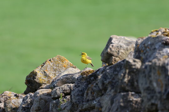 the beautiful male yellow wagtail (Motacilla flava)