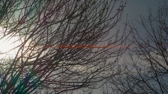 Sunlight shining through bare tree branches with an anamorphic lens flare