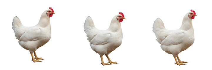 Fototapeta premium Set of Domestic White Chicken Hens Standing Farm Poultry PNG Collection 