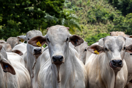Herd of Nelore cattle grazing in a pasture on the brazilian ranch