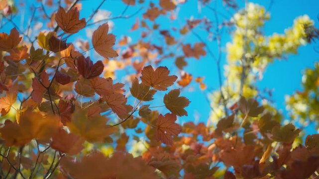 Orange maple leaves in a forest canopy against blue sky in fall 