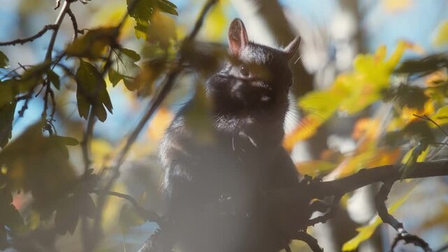 Black squirrel perched on tree branch hidden behind autumn oak leaves