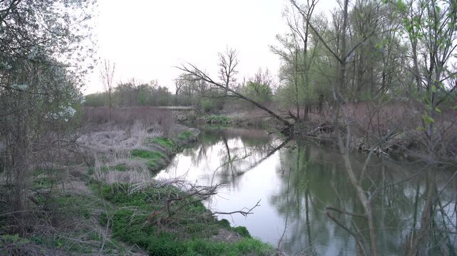 River at evening time at early spring with a leaning tree at the cost. Oder river , Czech Republic, spring 2026.