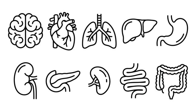 Human body organs illustration including brain and heart