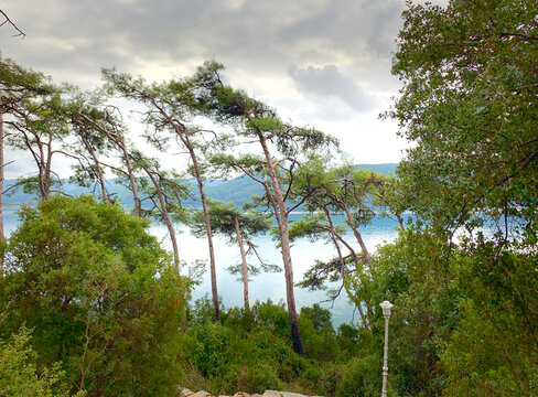 Trees III