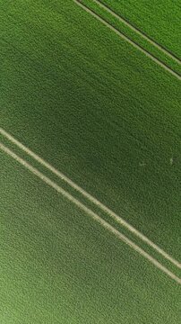 Vertical Aerial View of Green Wheat Field with Diagonal Tramlines