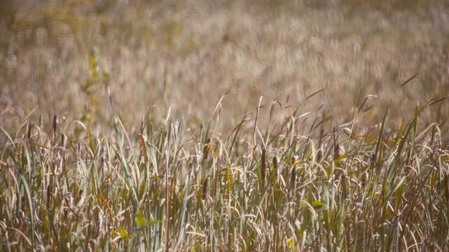 Close up of brown cattails and bulrushes swaying in a marsh field