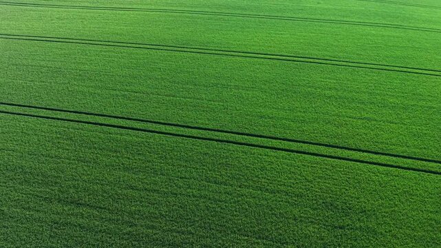 Aerial View of Lush Green Wheat Field with Tramlines in Sunlight