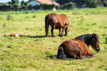 Fototapeta premium Ponies Resting and Grazing in Sunny Rural Pasture