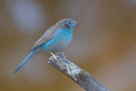 View of a red-cheeked cordon-bleu bird perched on a wooden branch with its vibrant blue plumage and red cheek patch against a blurred background in Mulhouse, Grand Est, France.