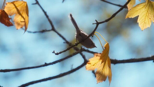 Bushtit bird jumping on a branch surrounded by yellow autumn leaves