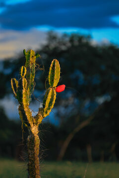 mandacaru cactus