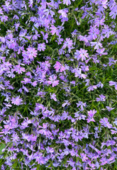 Obraz premium Creeping phlox flowers blooming in a spring garden, forming a dense purple floral carpet with delicate petals and fresh green foliage. Natural botanical background photographed outdoors.