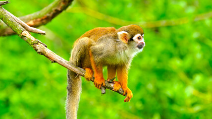 Cute squirrel monkey perched on a tree branch with a lush green background. Sharp wildlife photo, ideal for nature publications, stock website media, and educational use. © AHMED BADAWY