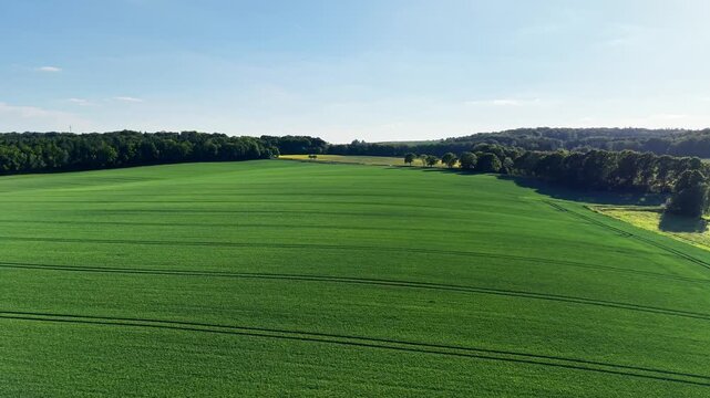 Aerial View of Green Wheat Field and Forest in Summer Rural Landscape - Germany 