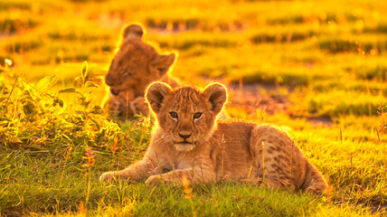 Two majestic lions sitting closely together on a grassy hill, looking into the distance. Beautiful African safari predators. High-quality wildlife photography © AHMED BADAWY