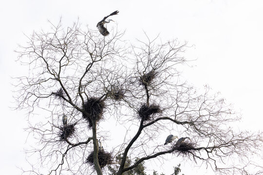 View of grey herons nesting in the bare branches of a tall tree with one bird landing against an overcast sky in Mulhouse, Grand Est, France.