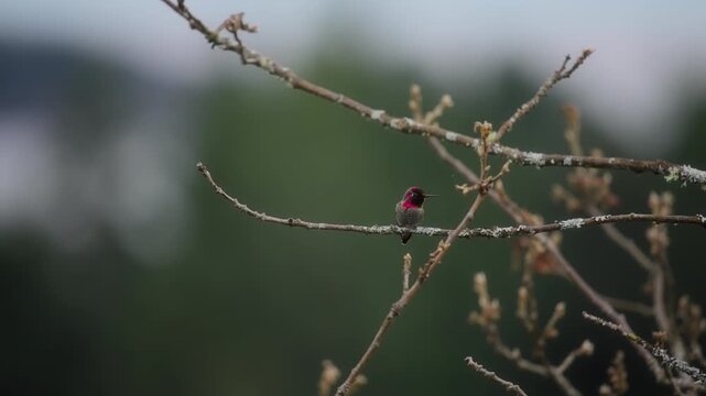 Close up of a small hummingbird resting on a tree branch